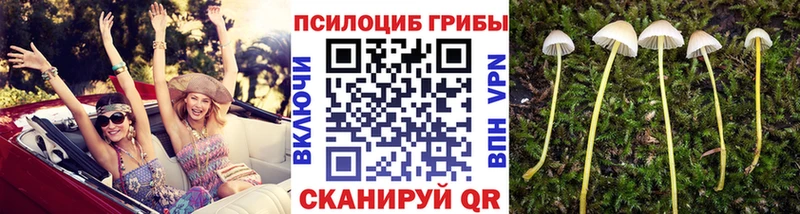блэк спрут ссылка  Лобня  Галлюциногенные грибы Psilocybine cubensis 